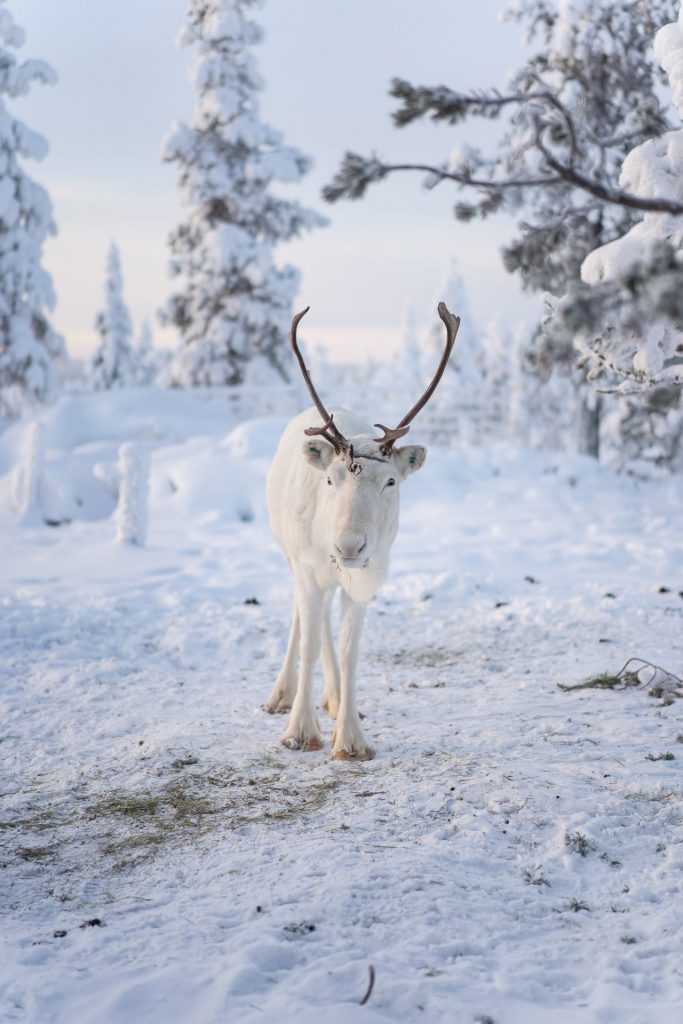 Saariselkä, Lappi