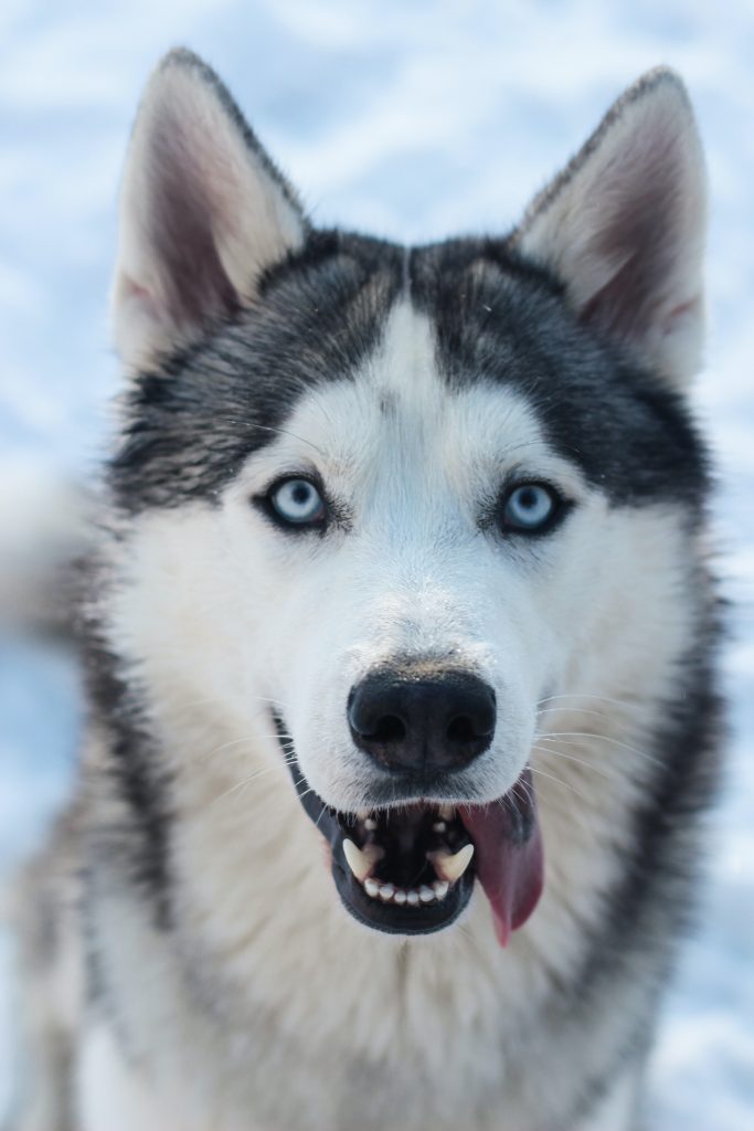 black-and-white-siberian-husky-3715587