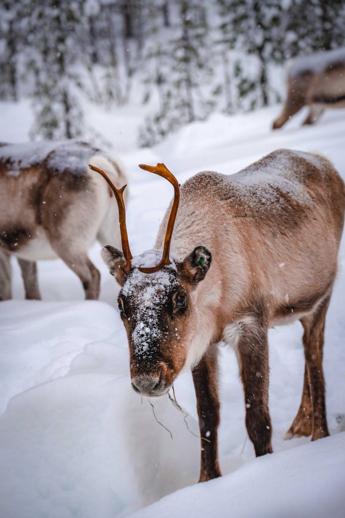 brown-and-white-animal-on-snow-covered-ground-4019983